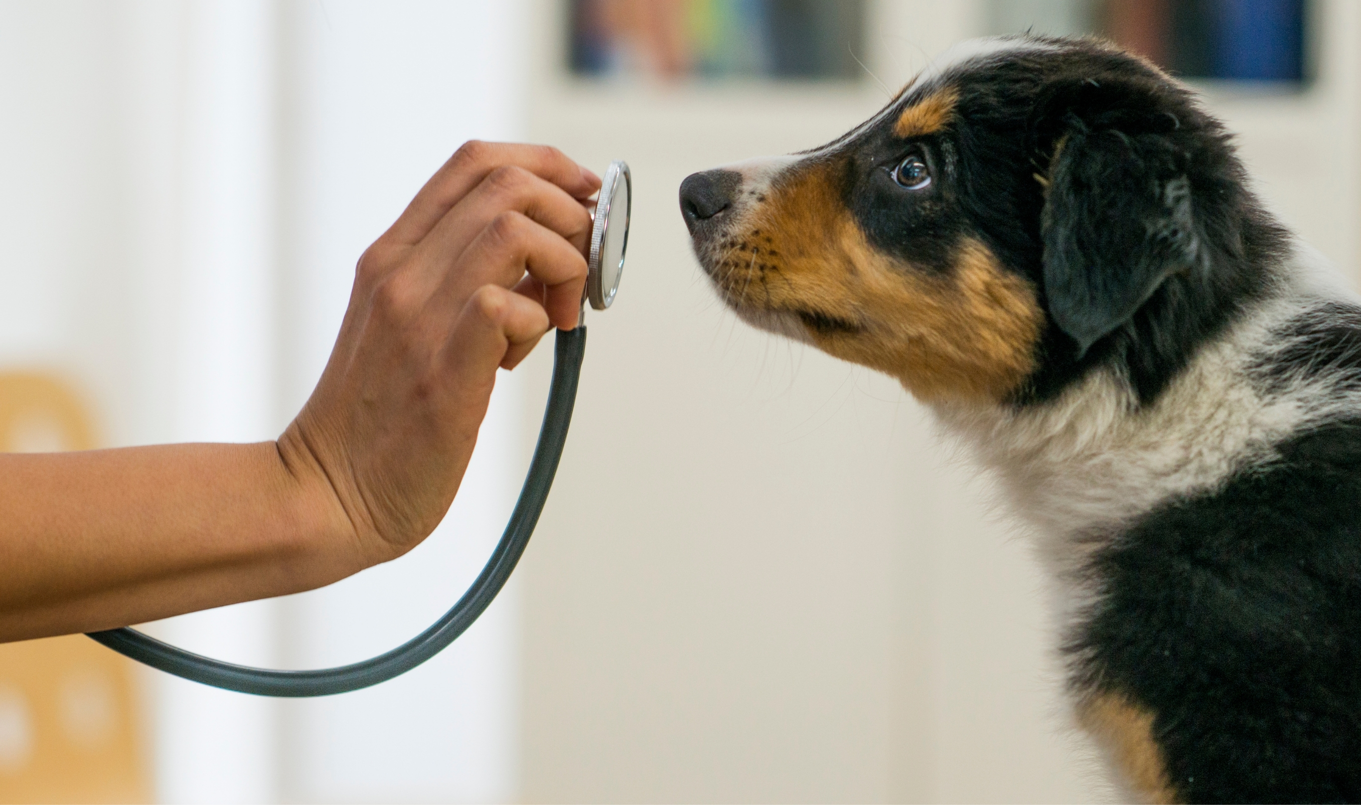 Vacunas para perros